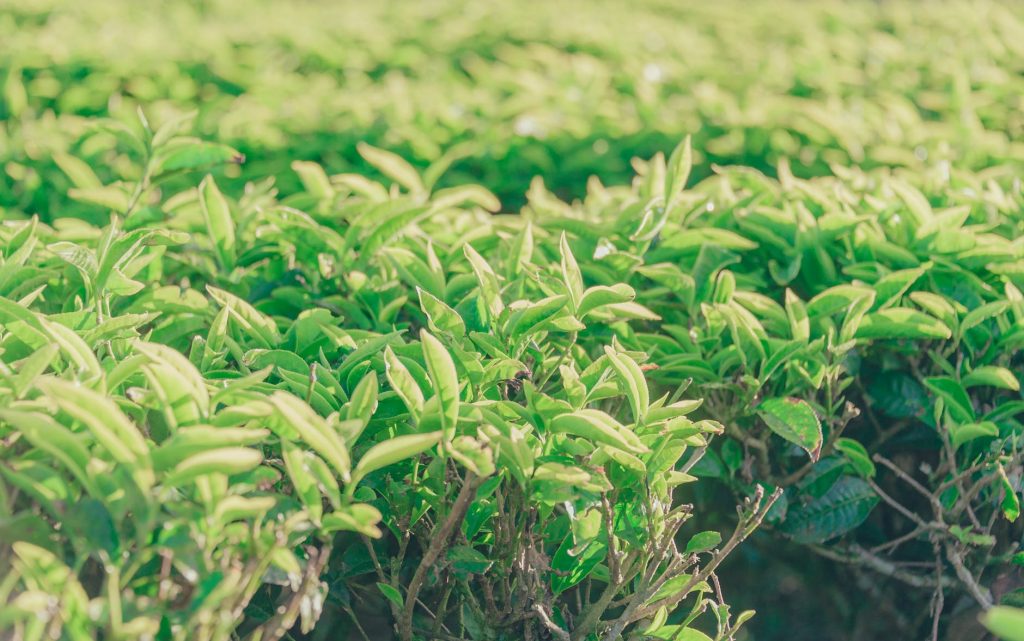 Tea leaves in a field