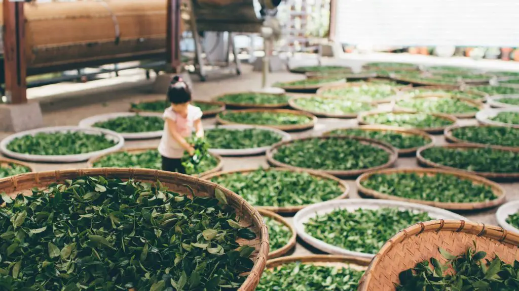 Girl surrounded by tea leaf harvest