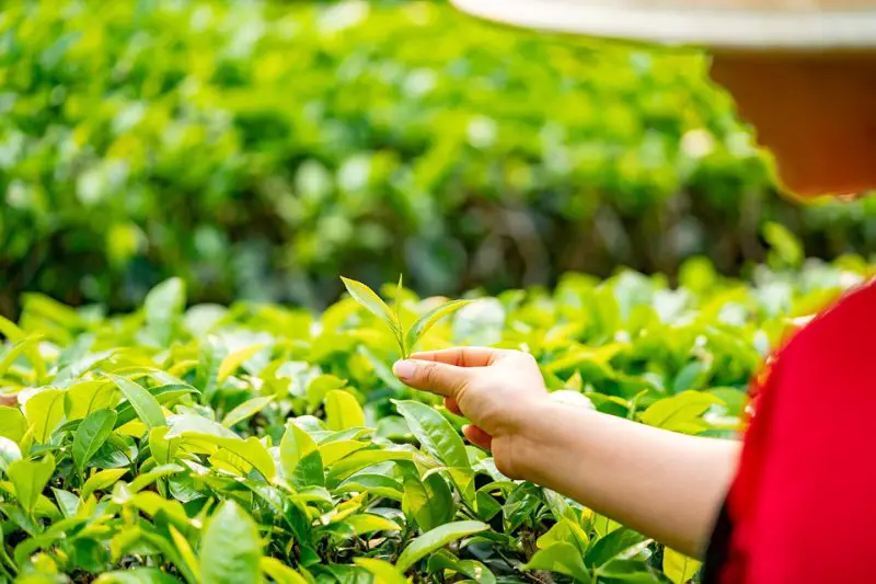 A woman picking out green tea leaves from a plantation