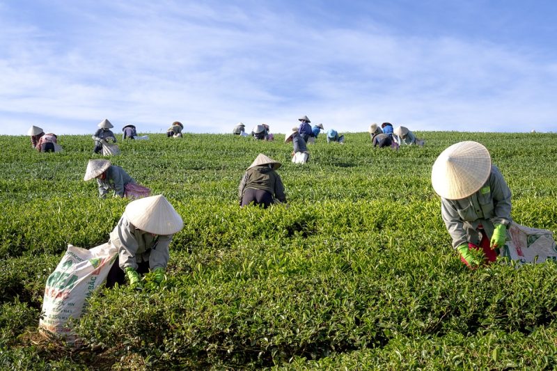 People harvesting tea in a farm