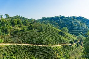 Tea fields