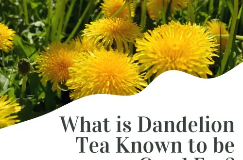 Dandelion tea article