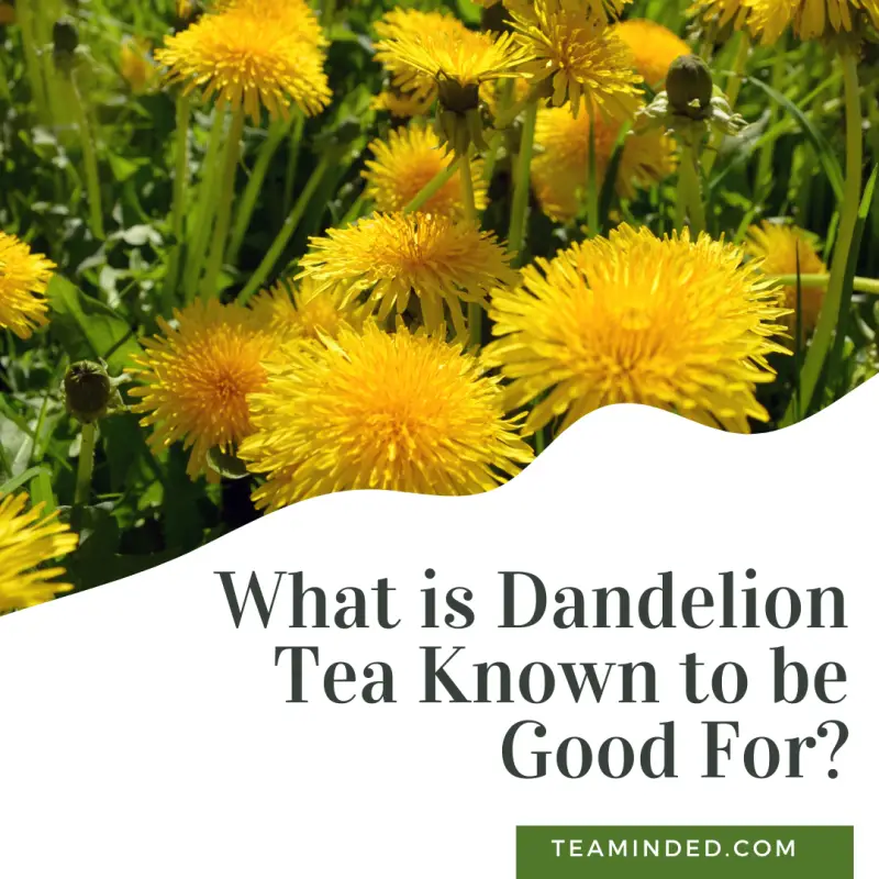 Dandelion tea article