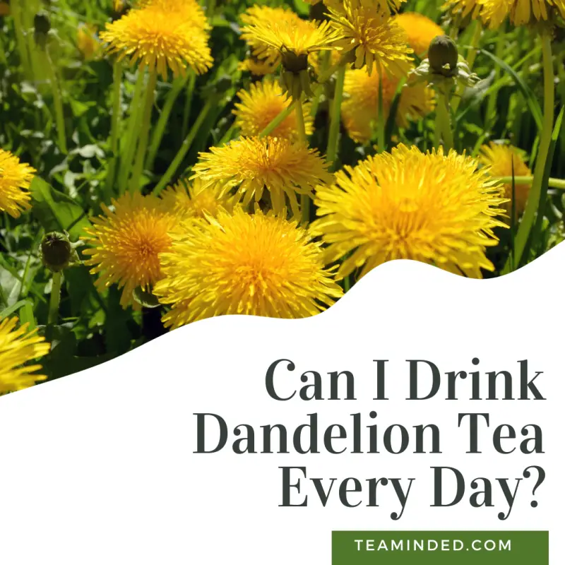 can i drink dandelion tea every day