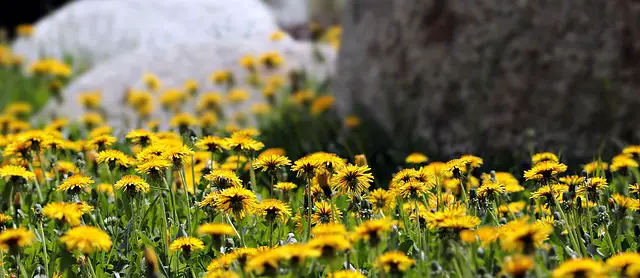 Drinking dandelion tea may help with a variety of health issues