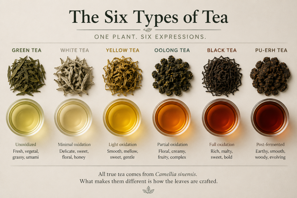 Educational infographic comparing the six types of tea—green tea, white tea, yellow tea, oolong tea, black tea, and pu-erh tea—showing tea leaves, brewed tea color, oxidation levels, flavor profiles, and how all tea comes from the Camellia sinensis plant.